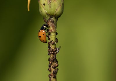 En nyckelpiga och mängder av bladlöss sitter på stjälken av en växt.