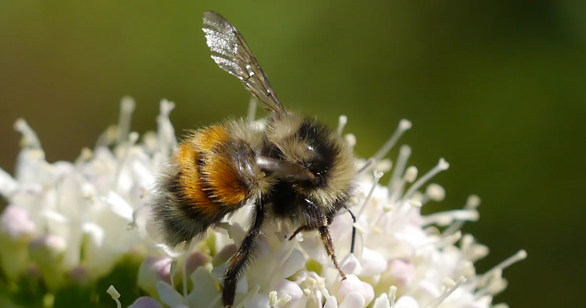 Alpina humlor kan slås ut av klimatförändringar – Natursidan