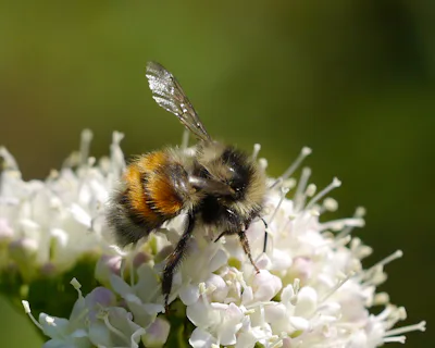 Humlor – Natursidan