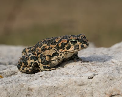 Grönfläckig padda – Natursidan