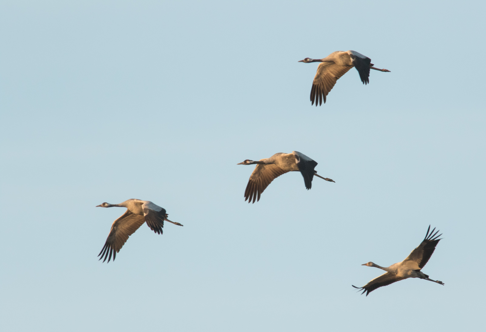 Fyra tranor flyger i formation mot en blå himmel.