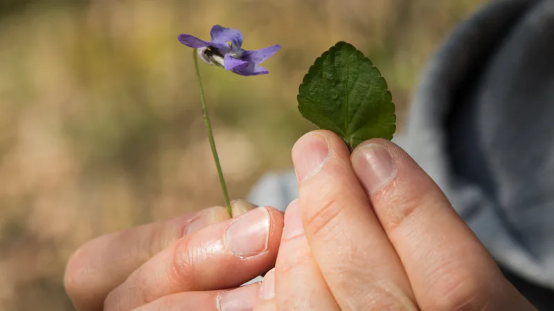 Växt och mossa – Natursidan