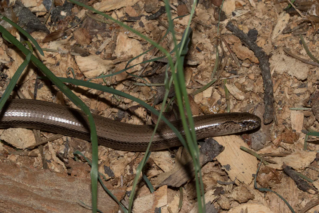 Enkel insats gynnar kopparödlor – Natursidan
