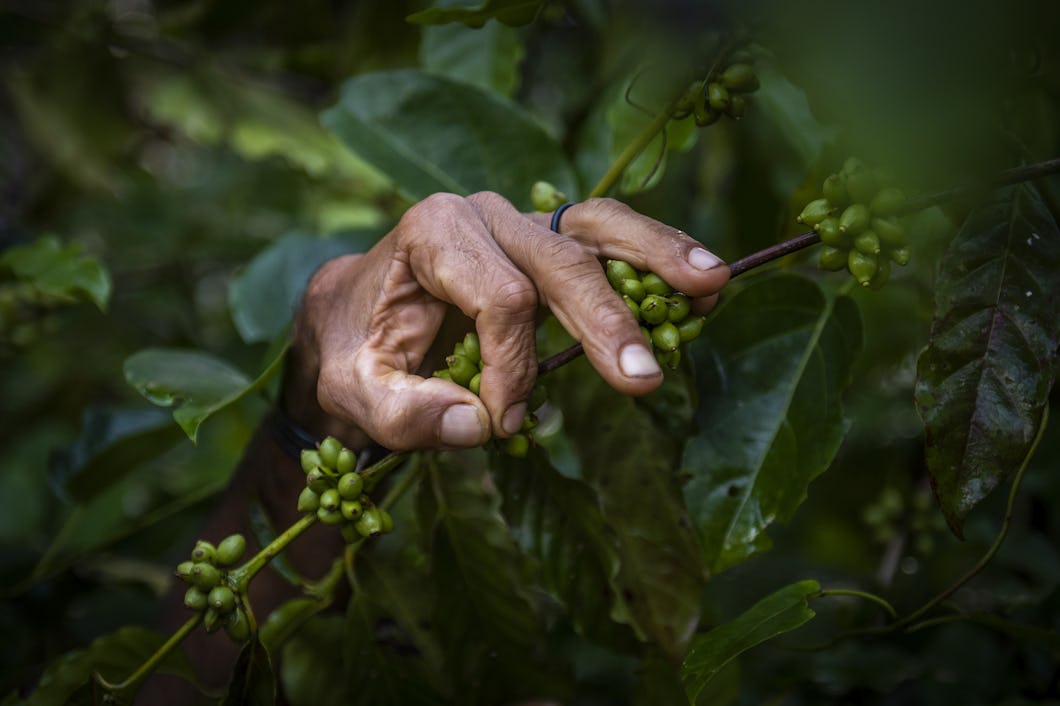 Kaffe ger stort avtryck på miljön – så kan det minskas – Natursidan