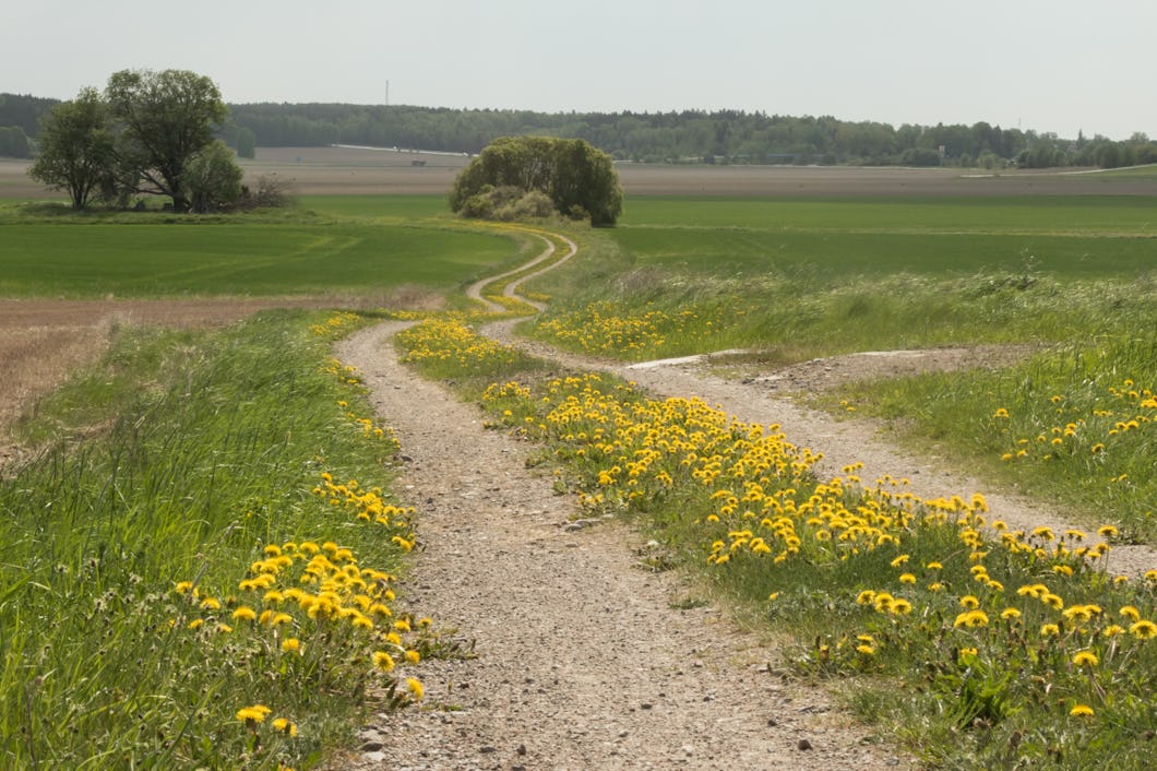 En grusväg i ett fält med gula blommor.