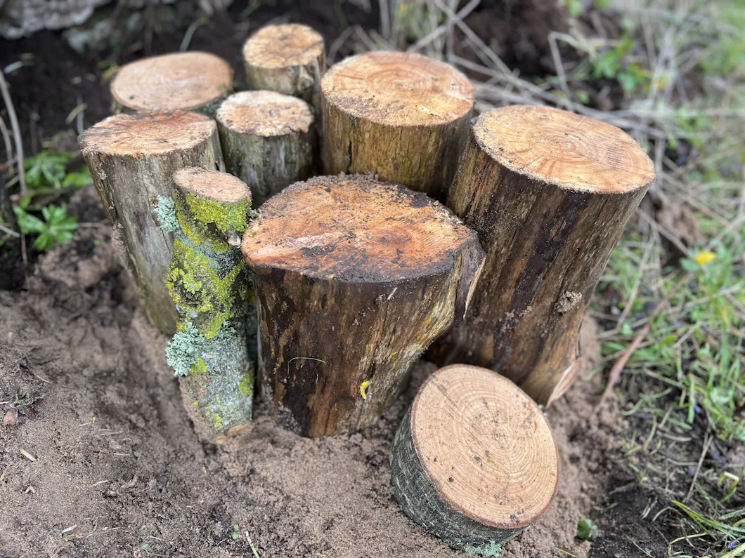 Faran och oron för fallande träd – Natursidan