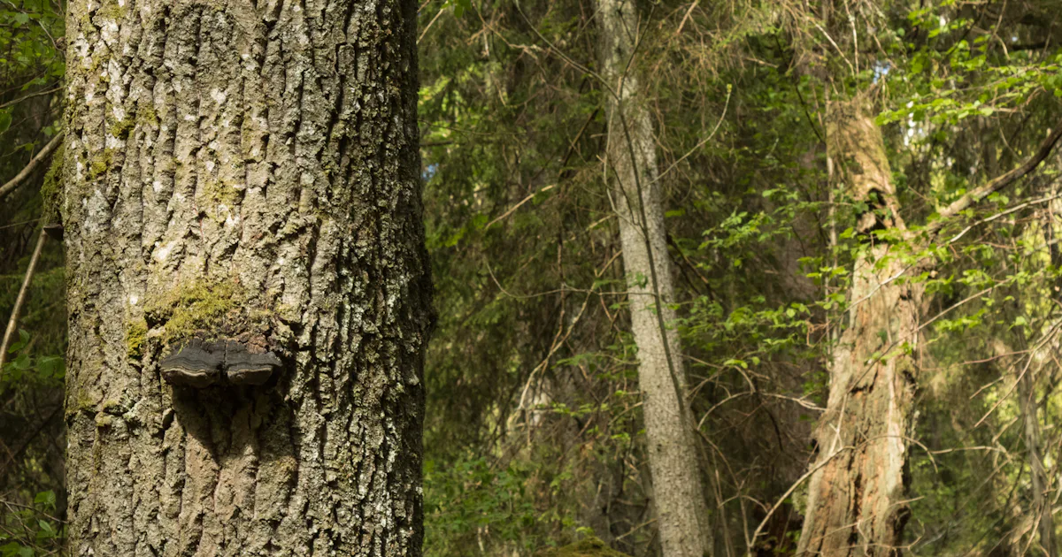 Överlägsen kollagring i obrukad skog