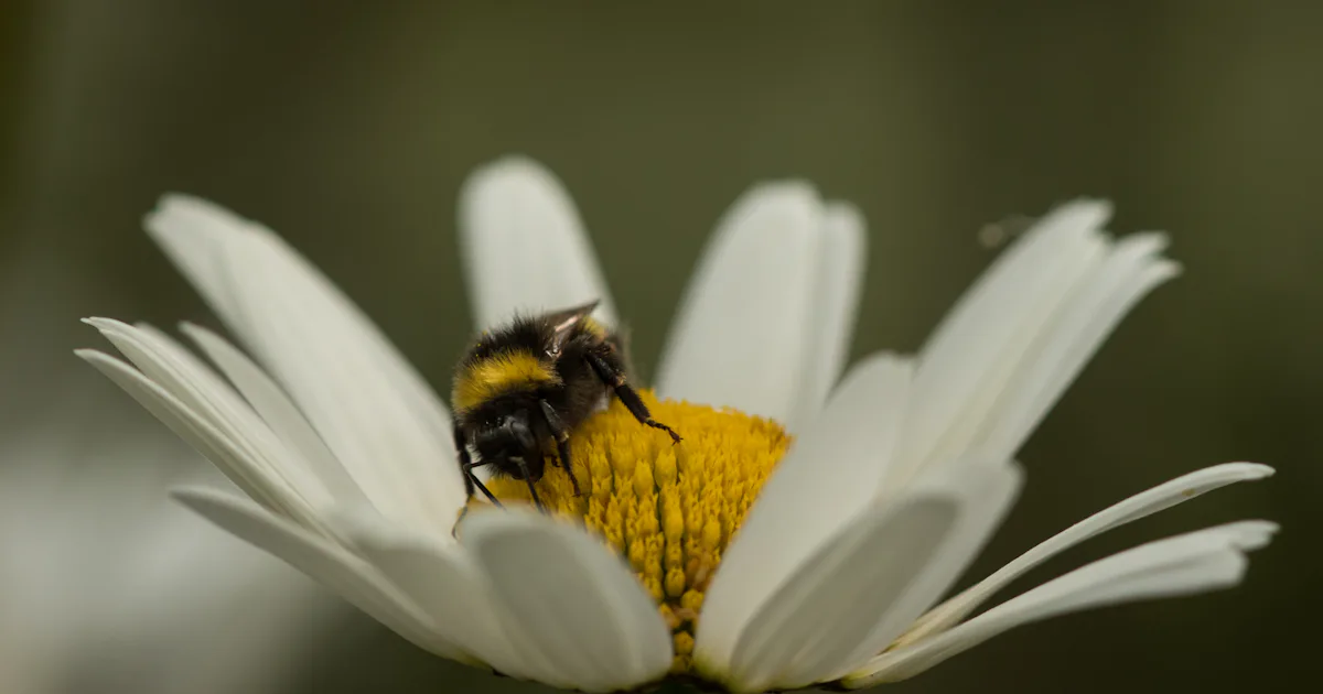 Godkända bekämpningsmedel skadar humlor i Europa – Natursidan