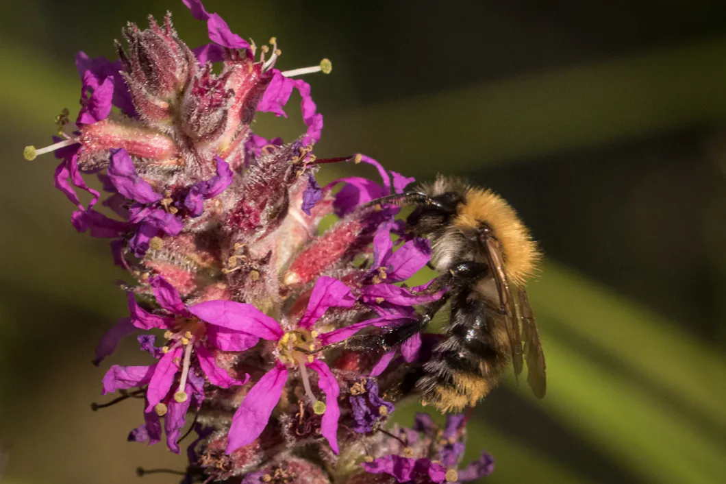 Humlor har kraftigt förändrat sitt födosök på 50 år – Natursidan