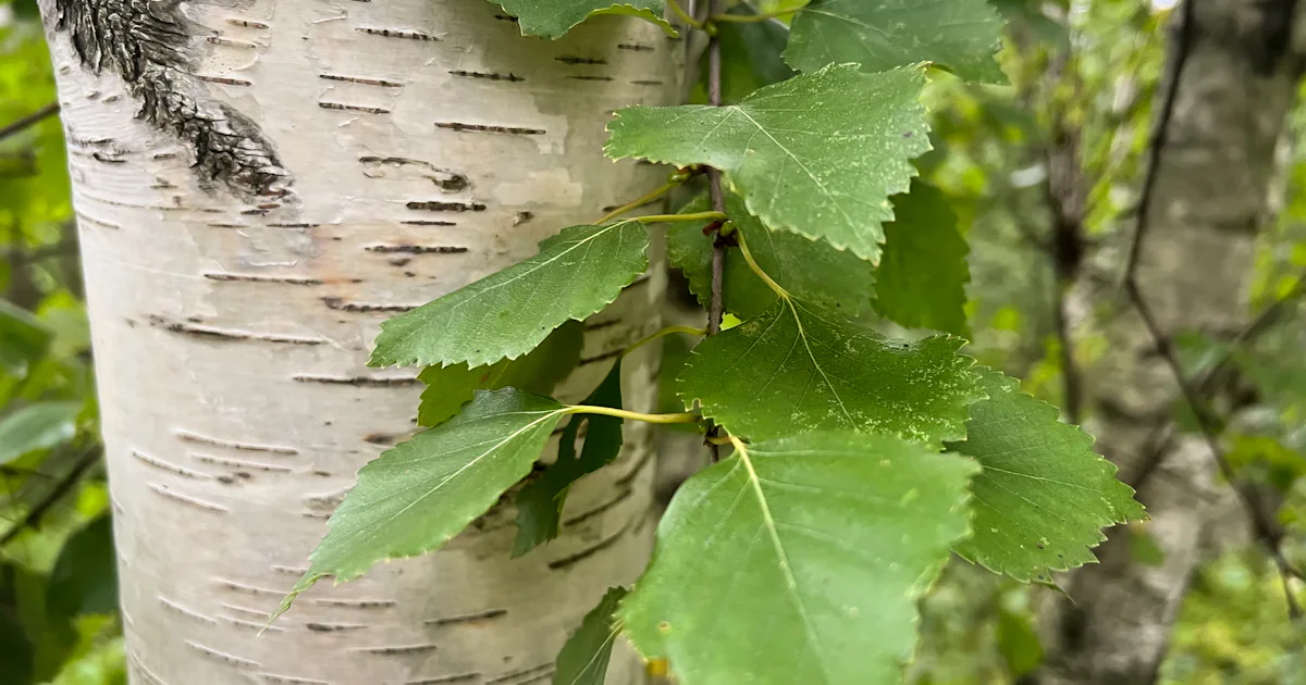 Guide till att plantera träd – Natursidan