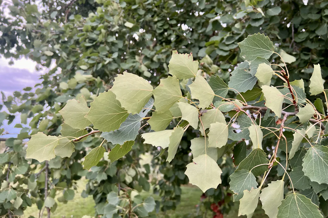 Asp – en nyckelart för Europas framtida skogar – Natursidan