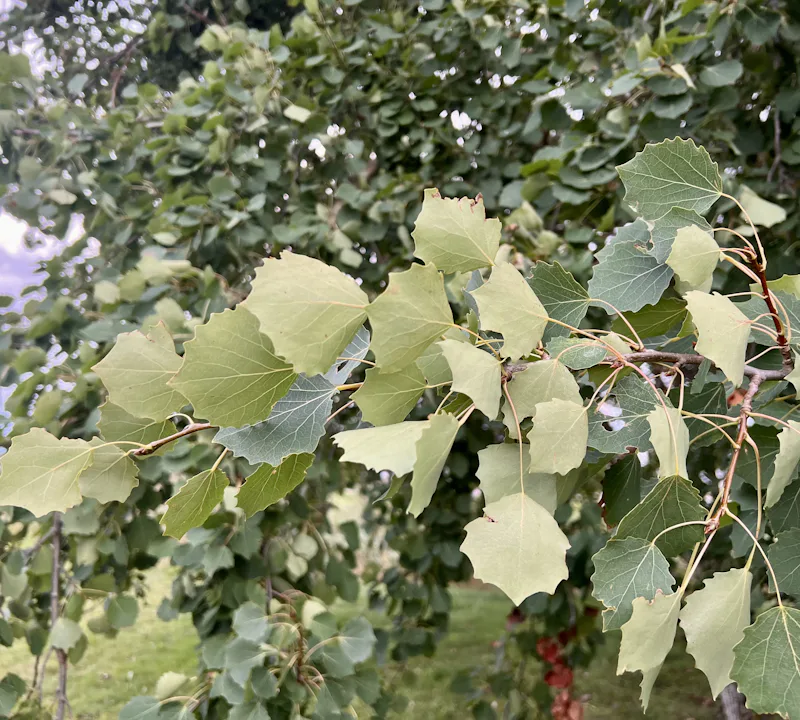 Guide till att plantera träd – Natursidan