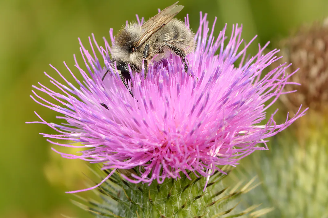 ”Massivt försvinnande” av humlor i Europa – Natursidan