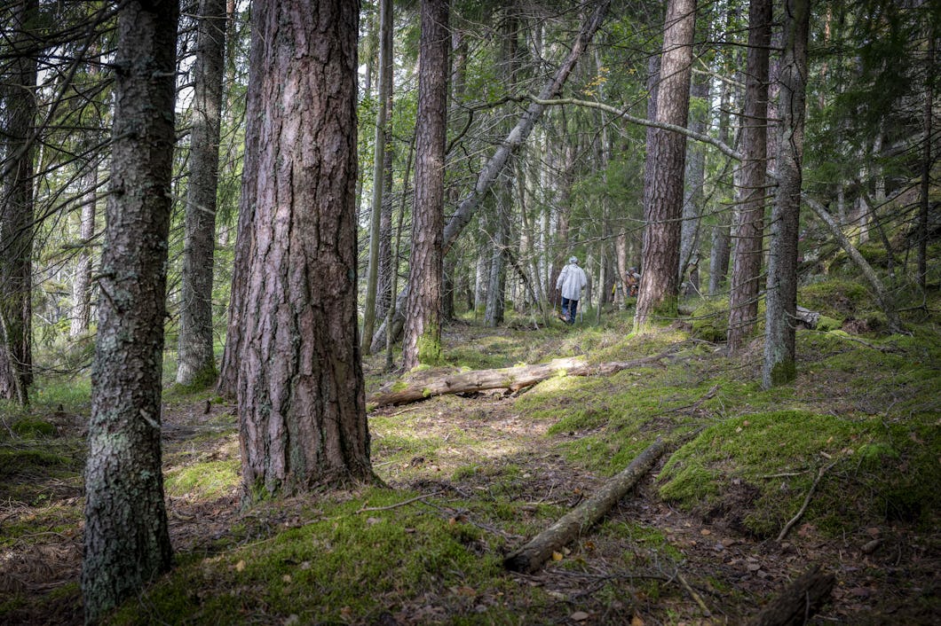 Skog inom Svenska kyrkans avverkningsanmälan.