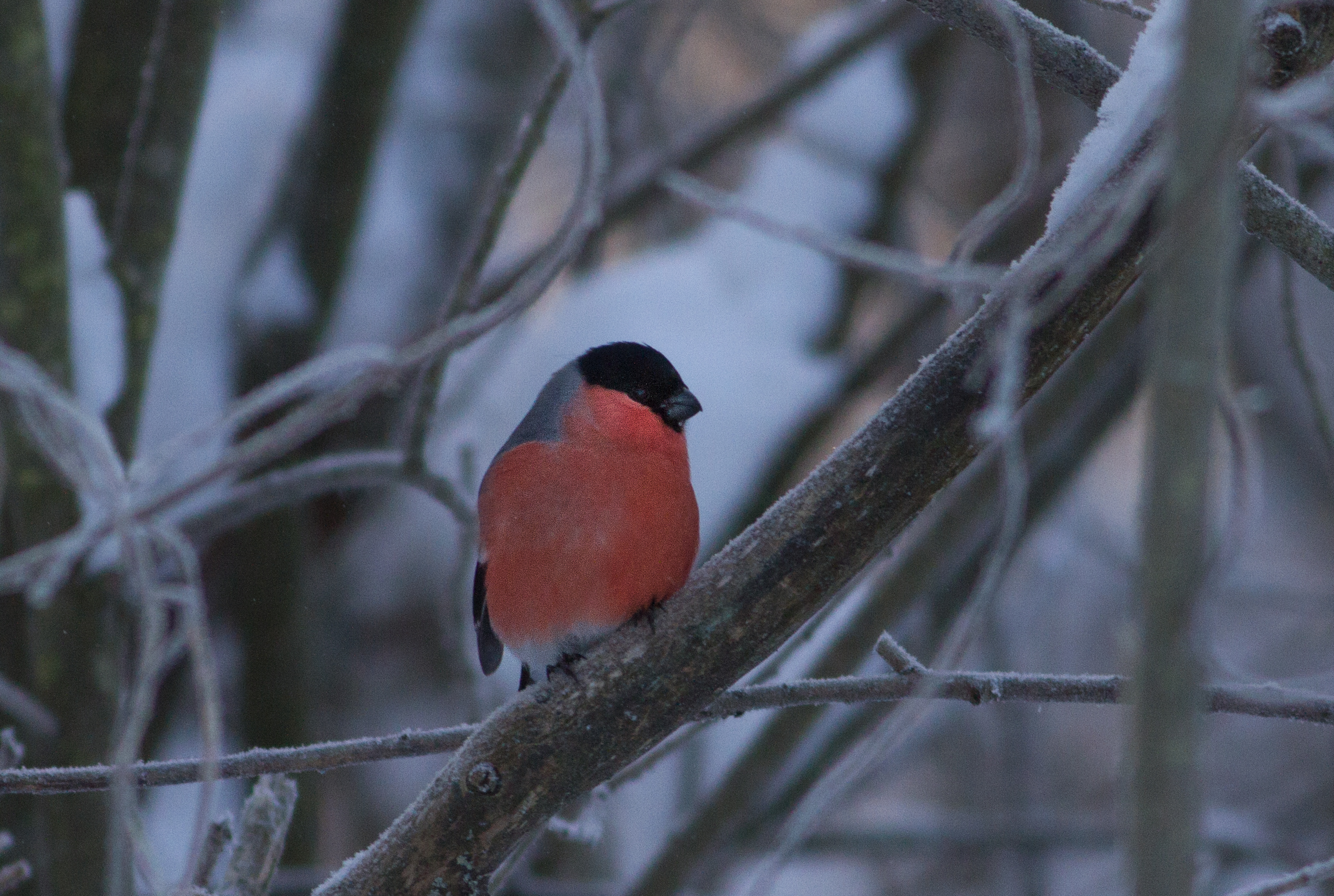 Miljövänliga julklappar och naturboks­tips Natursidan