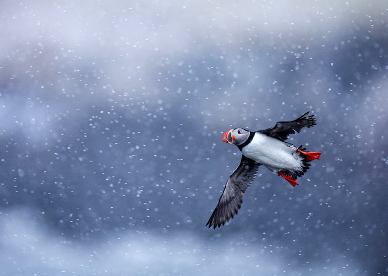 Lunnefågel under flygning mot en bakgrund av snöflingor.