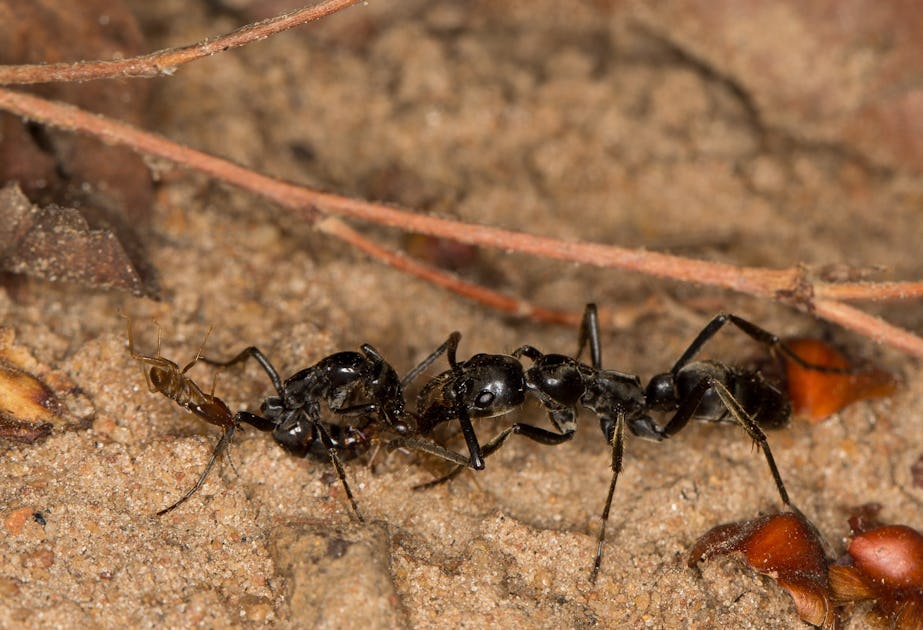 Ants with a developed health care system – nature's side