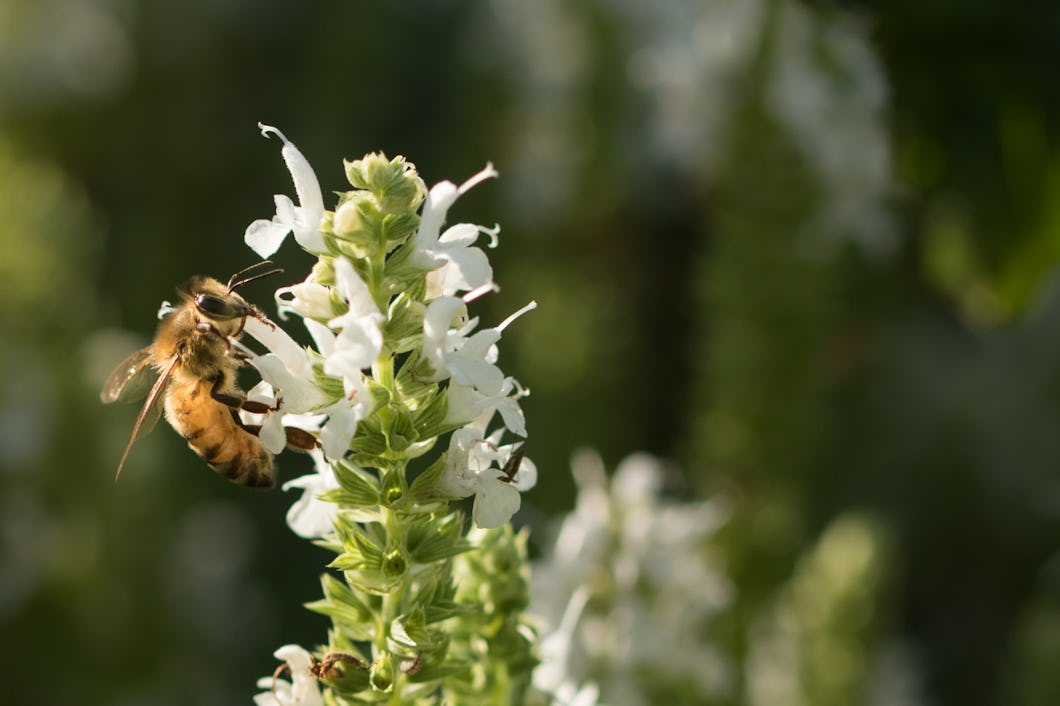 Därför minskar honungsbinas produktion – Natursidan