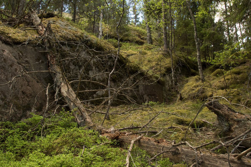 Blandskog med död ved.