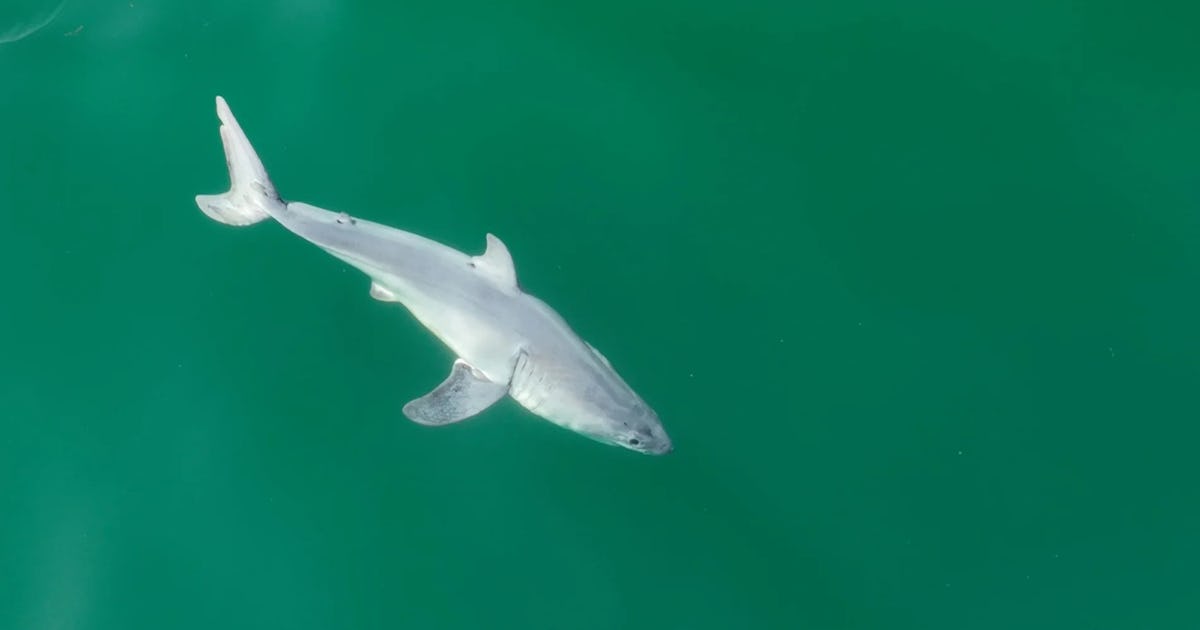A newborn great white shark documented for the first time – Natursidan