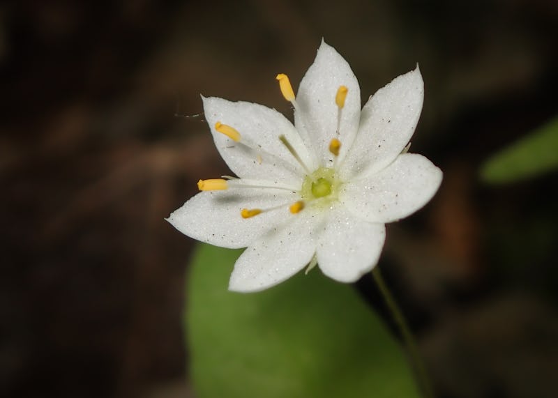 En vit blomma (skogsstjärna) i skogen.