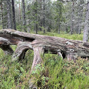 Ett liggande träd i en gammal skog.