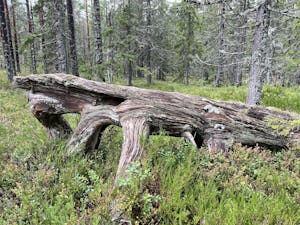 Ett liggande träd i en gammal skog.