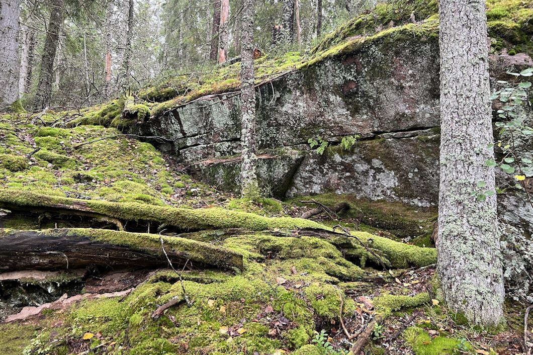 En mosstäckt sten i en gammal skog.