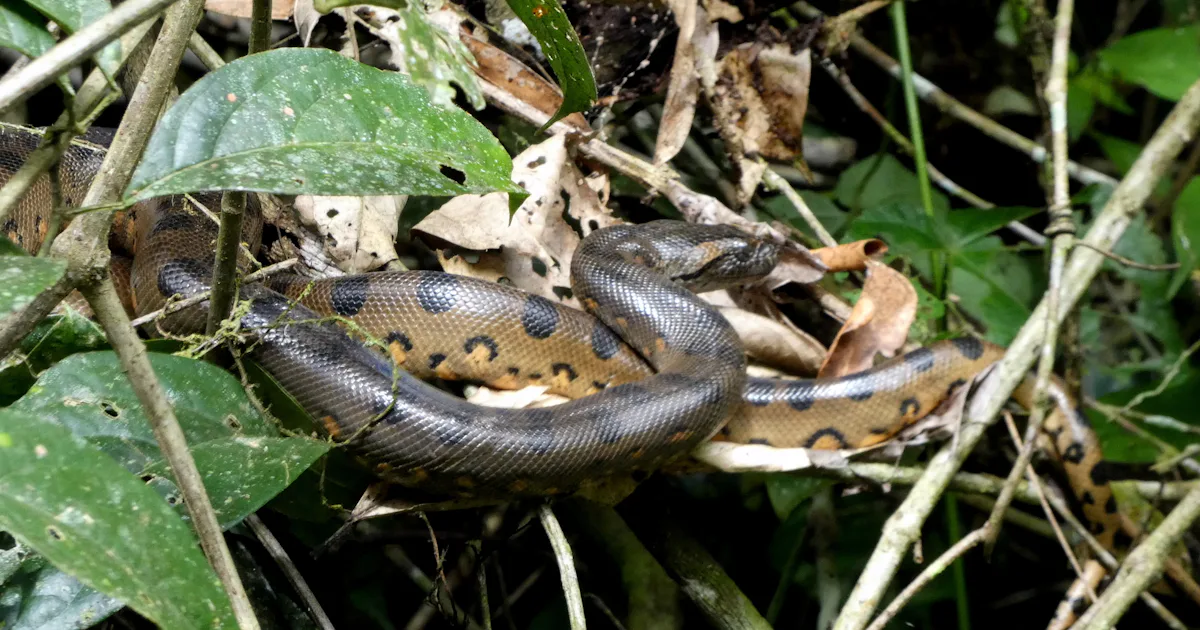 Underkunder Snake Ny studie ritar om släktskap för anakondor – Natursidan