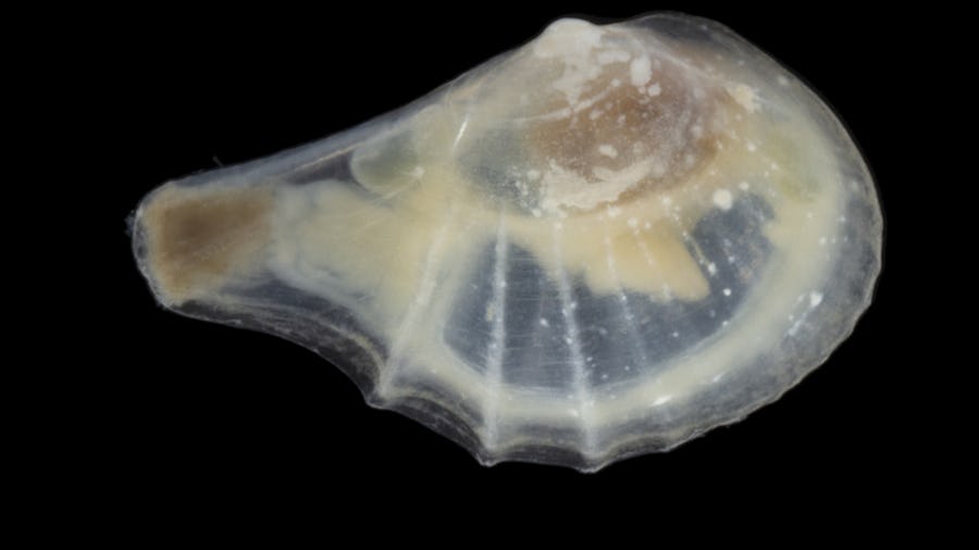 En närbild av musslan tvärribbad näbbmussla.