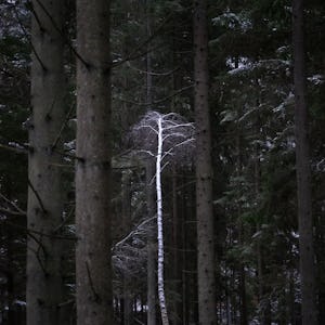 Ett träd mitt i en snöig skog.