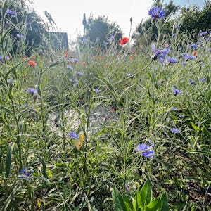 Ett fält av vilda blommor med en blå blomma i mitten.