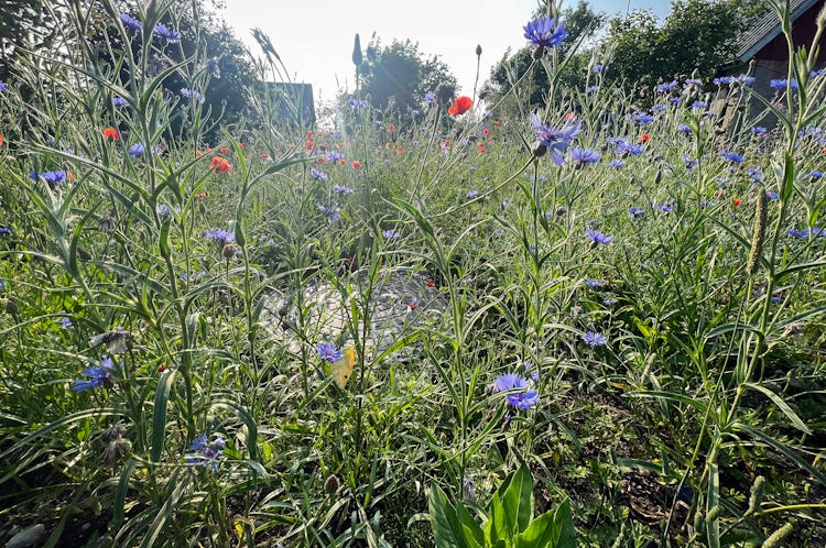 Ett fält av vilda blommor med en blå blomma i mitten.