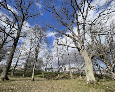 En grupp träd i en park.
