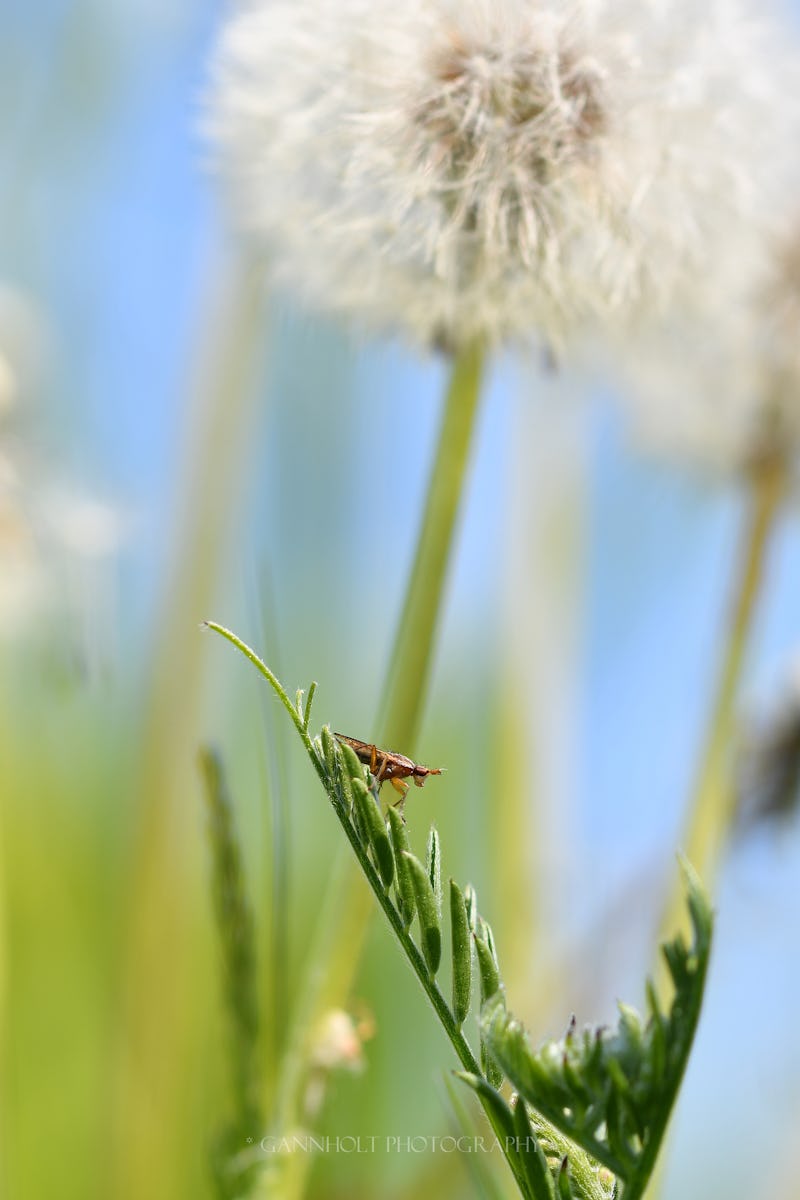 En liten insekt sitter ovanpå en maskros.