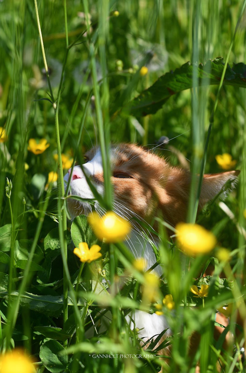 En katt ligger i gräset med gula blommor.