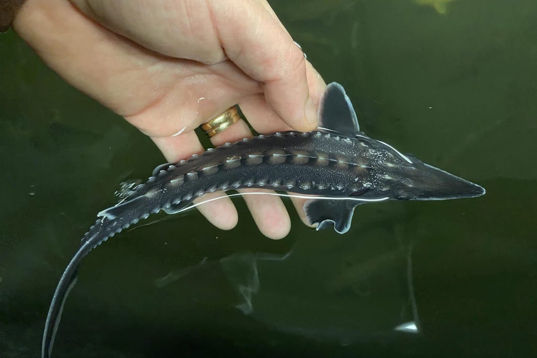 Sverige återfår en mystisk jättefisk – Natursidan