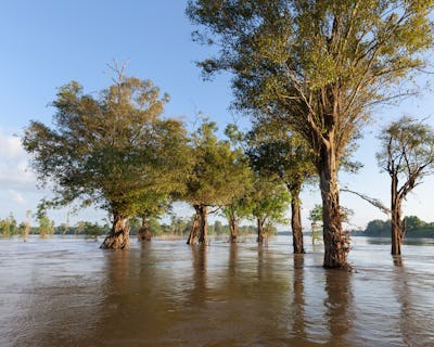 Träd i översvämmad flod.