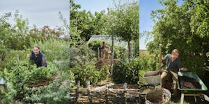 Fyra bilder på människor som arbetar i en trädgård.
