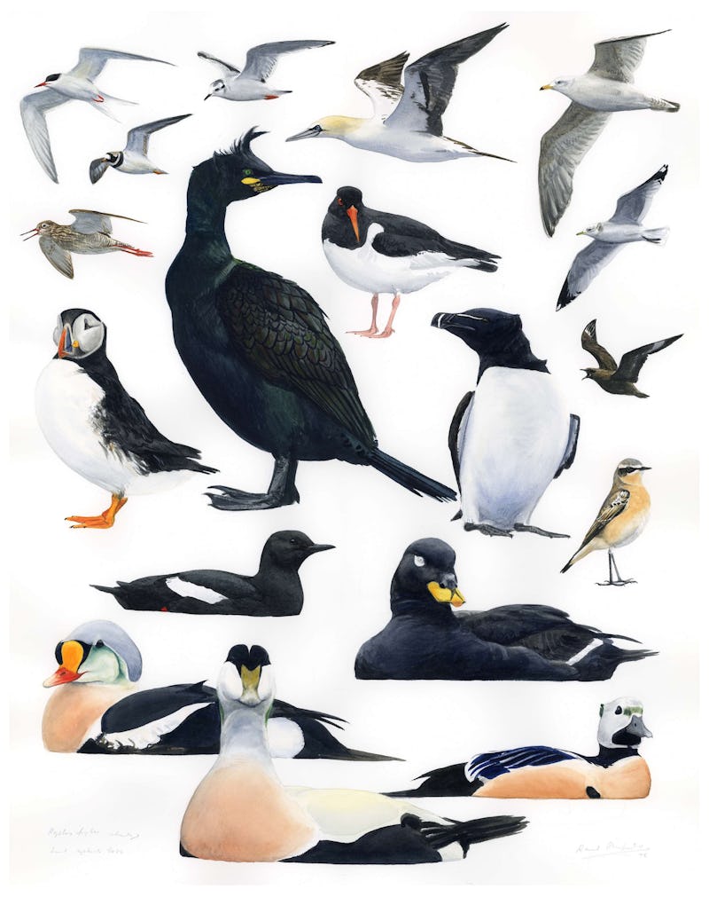 Illustration av olika fågelarter, främst sjöfåglar.