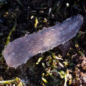 Manteldjuret Pyrosoma atlanticum mitt bland tång på en stenig strand.