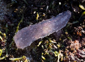 Manteldjuret Pyrosoma atlanticum mitt bland tång på en stenig strand.