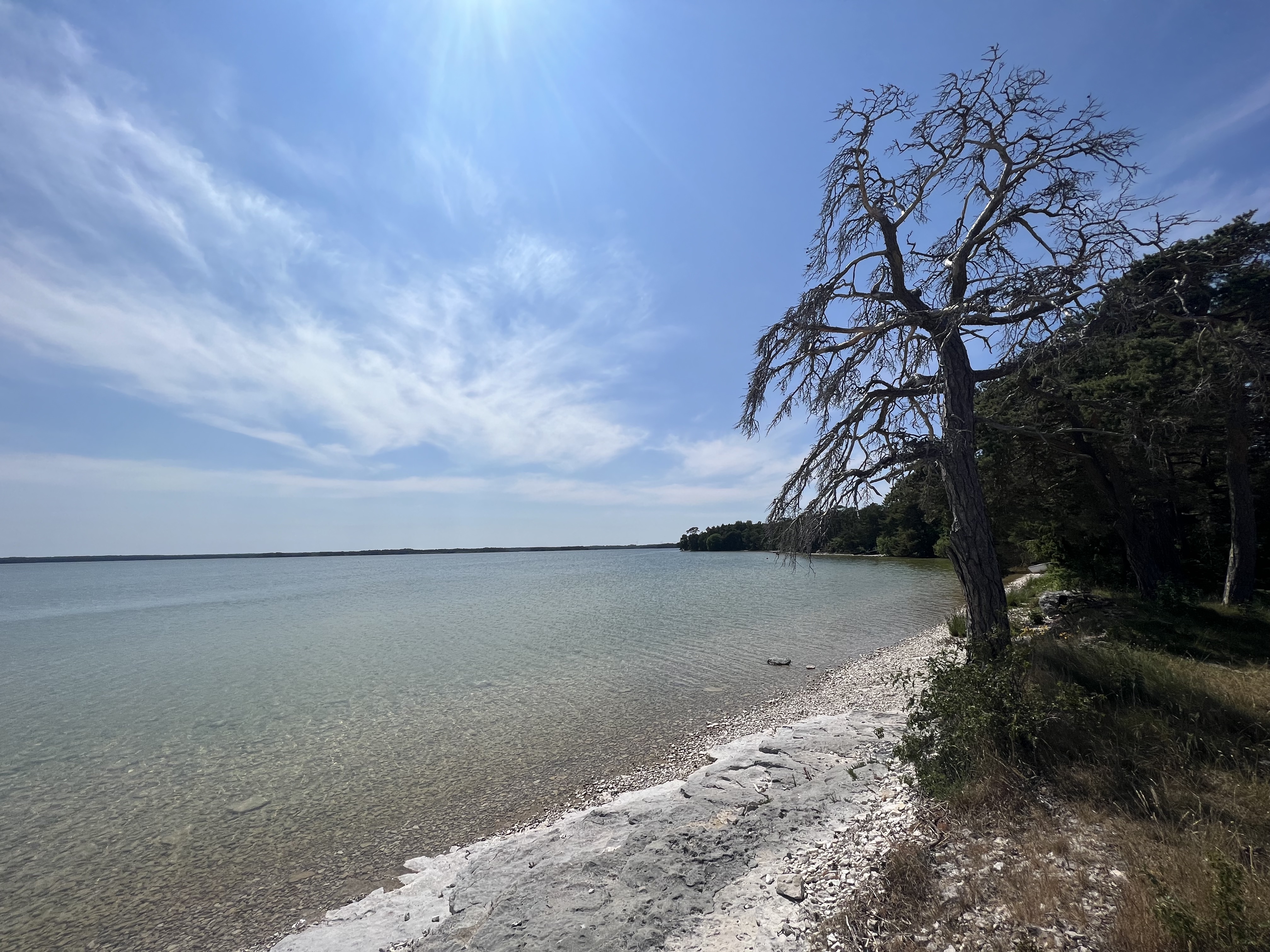 Bästeträsk med tallar en stenstrand.