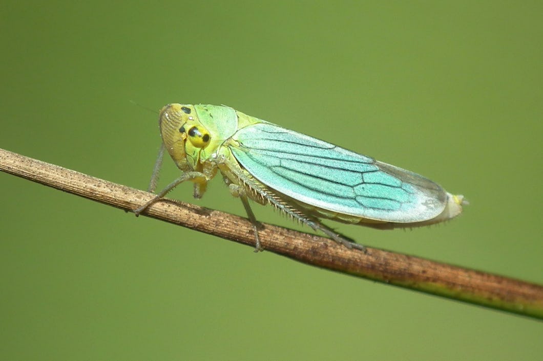 En blågrön kärrstrit på en kvist.
