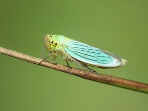 En blågrön kärrstrit på en kvist.