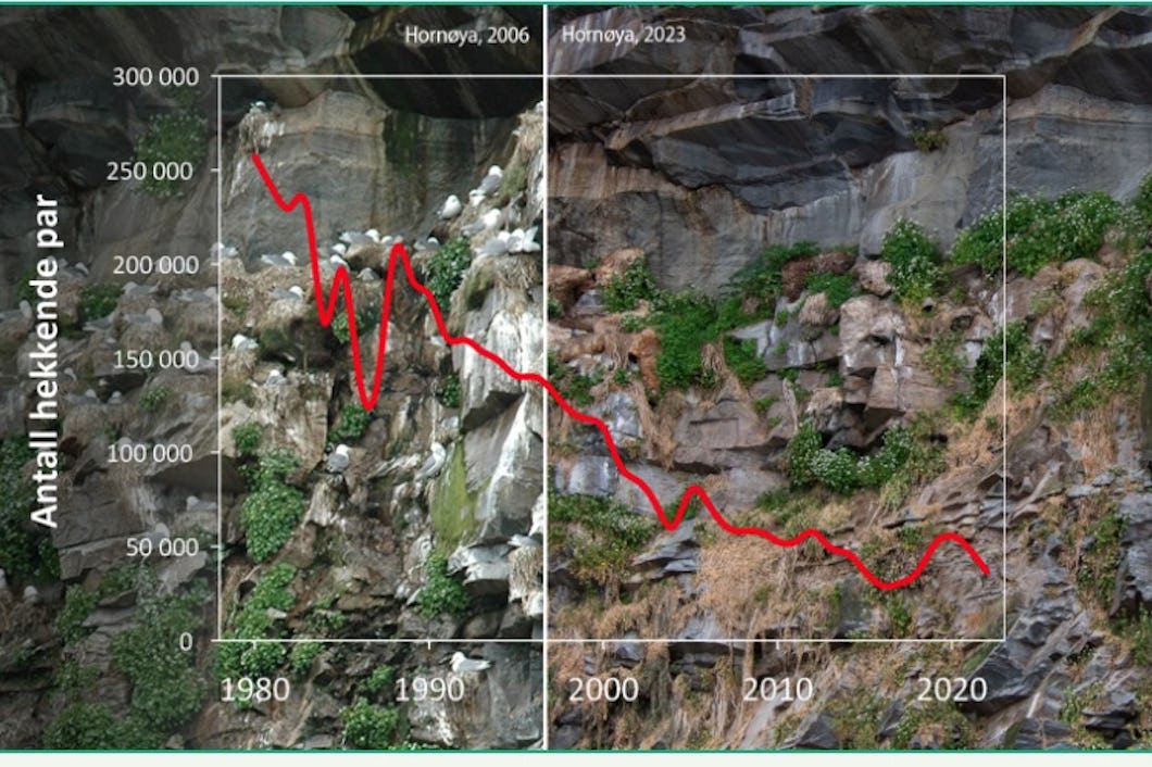 Jämförelse av fågelpopulationen vid en klippsida mellan 2006 och 2023, med en sjunkande trendlinje som indikerar antalet häckande par.
