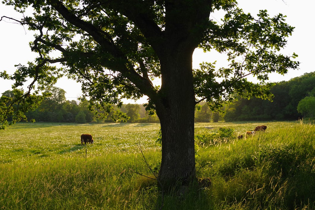 Kor som betar i ett frodigt fält vid solnedgången med ett framträdande träd i förgrunden.
