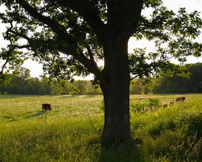 Kor som betar i ett frodigt fält vid solnedgången med ett framträdande träd i förgrunden.