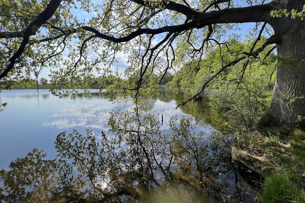 Vattendrag med överhängande grenar en solig dag.