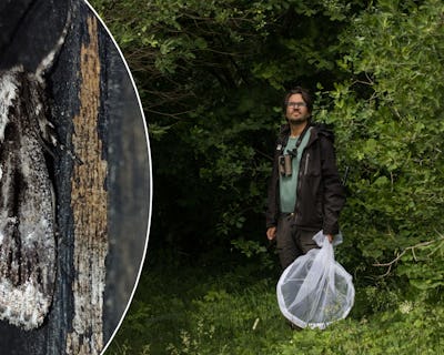 En person med kikare och ett nät som står i ett skogsområde, med en infälld bild av en mal.